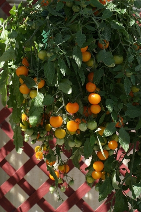 Picture of Tomato Tumbling Tom Yellow